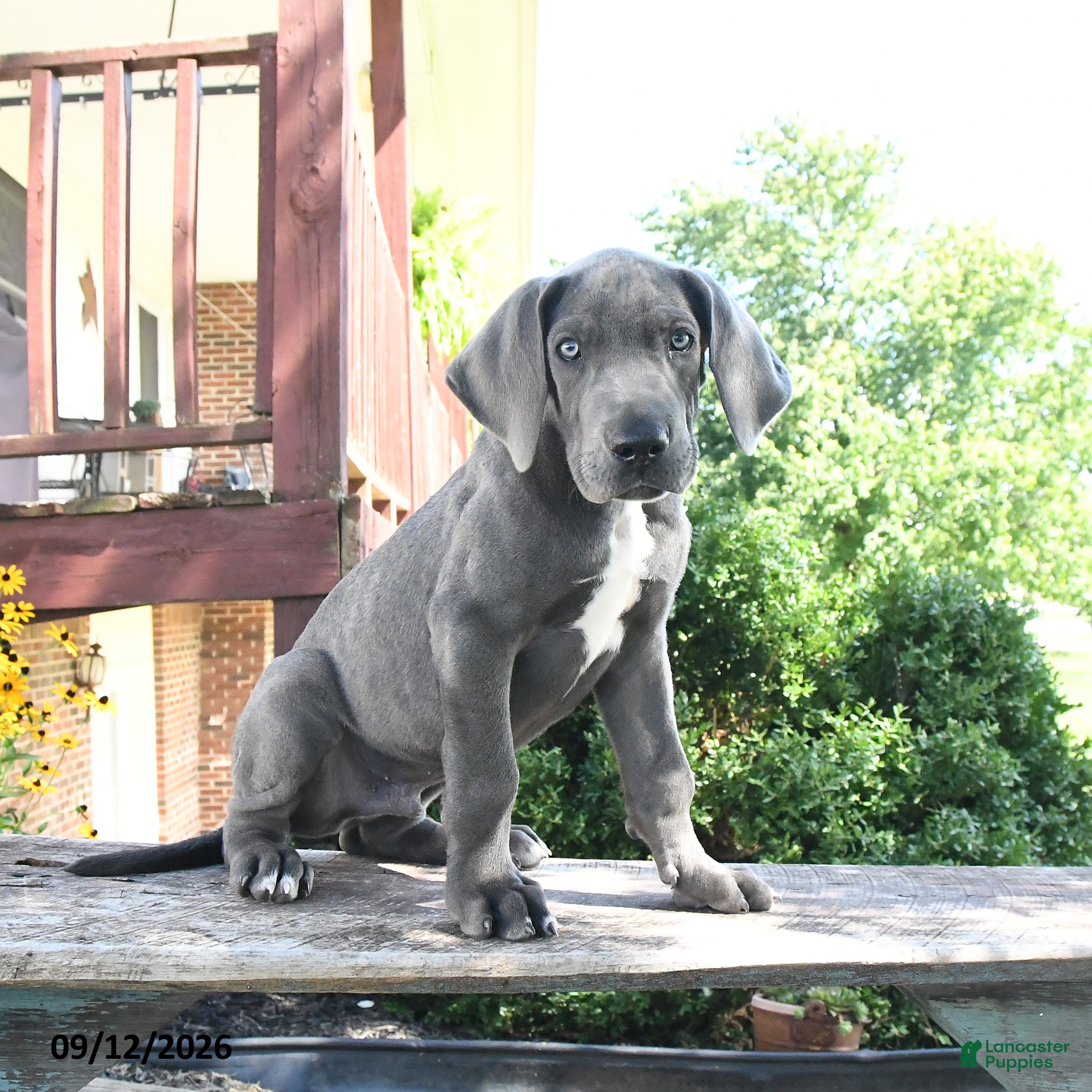Great Dane dogs Lucky - Ad 2