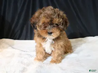 Shihpoo dogs Chloe - Ad 19