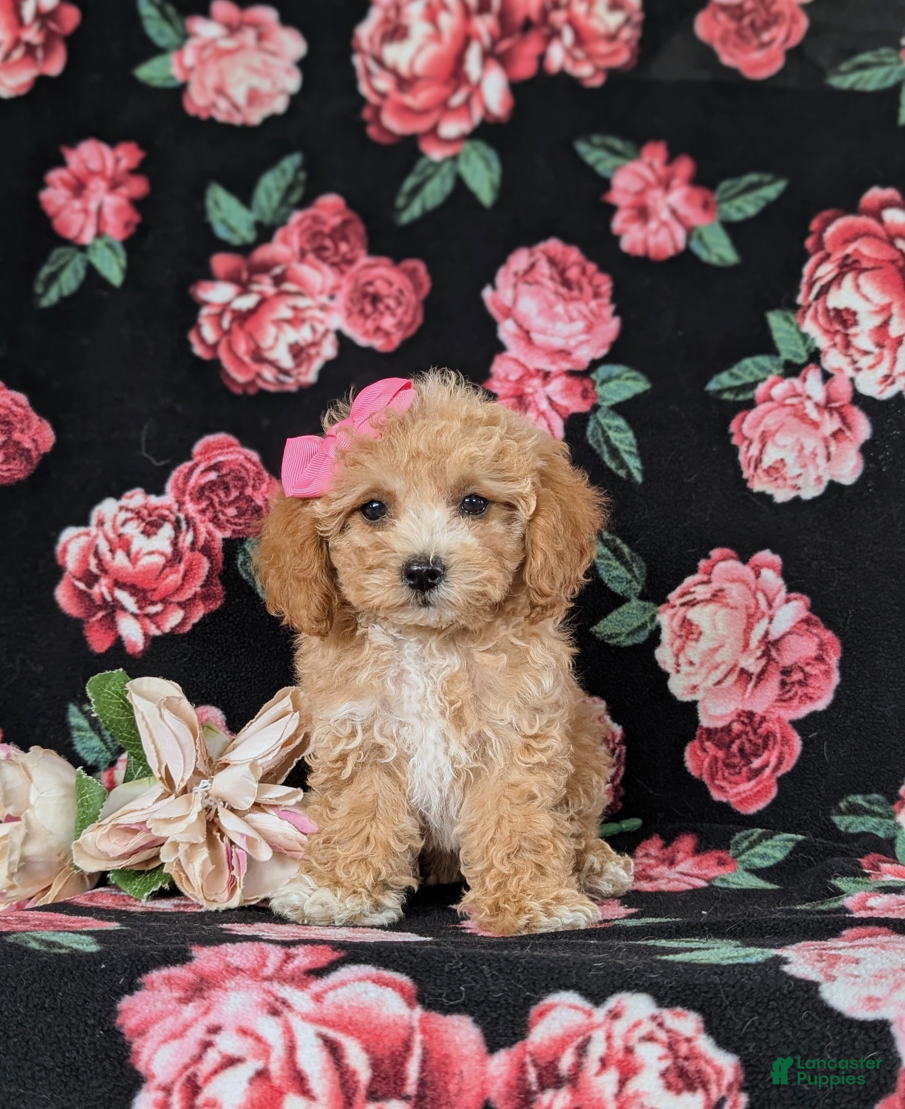 Bichpoo dogs Roxie 9 lbs Full grown - Ad 2