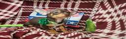 Chihuahua dogs for sale: Wolfgang Amado - Ad 6