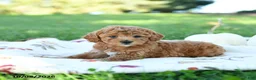 Toy Poodle dogs for sale: Cinnamon - Ad 3