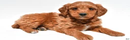 Mini Goldendoodle dogs for sale: Derrick - Ad 6