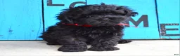 Shihpoo dogs for sale: Scottie - Ad 6
