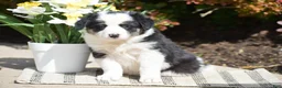 Border Collie dogs for sale: Deanna - Ad 1