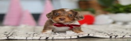 Dachshund dogs for sale: Jake - Ad 8