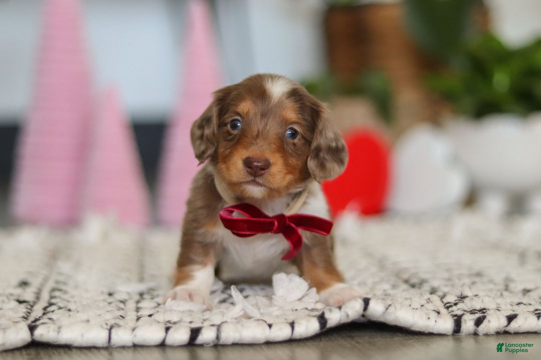 Dachshund dogs for sale: Jake - Ad 8
