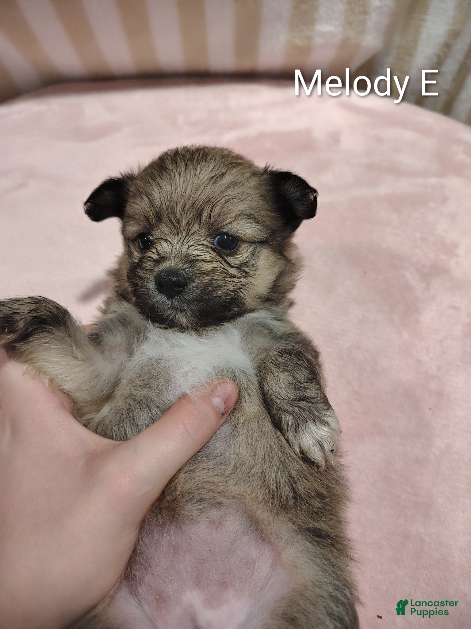 Pomeranian dogs Melody - Ad 2