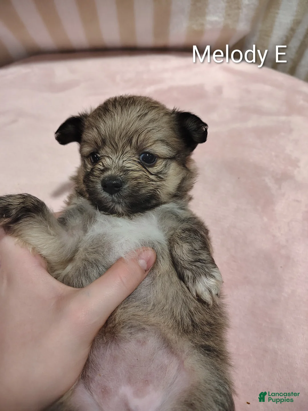 Pomeranian dogs for sale: Melody - Ad 2