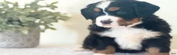 Bernese Mountain Dog dogs for sale: Bernese Mountain Dog Puppy 2 - Ad 4