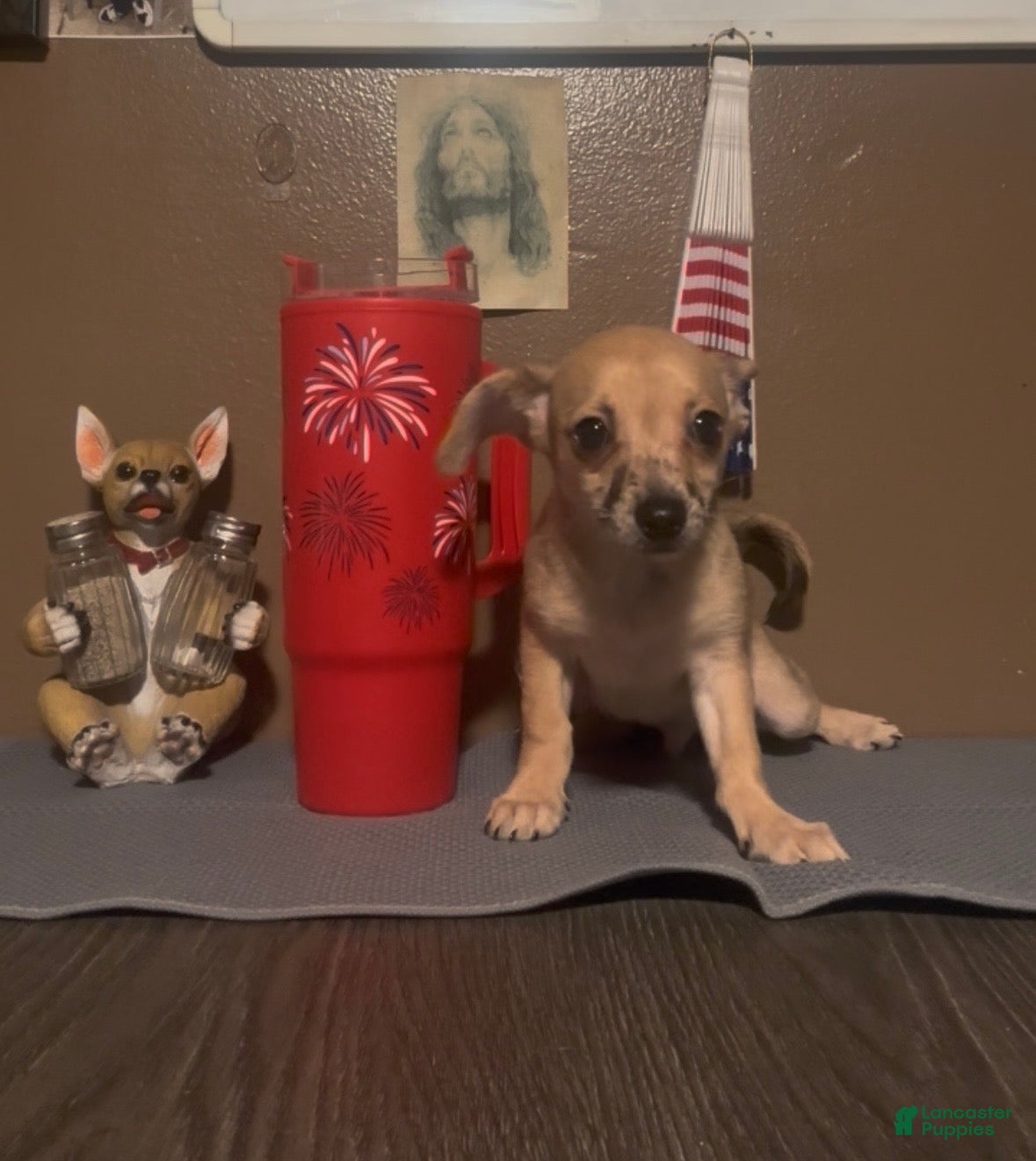 Chiweenie dogs Hairy Paw-ter - Ad 2