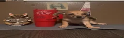 Chiweenie dogs for sale: Hairy Paw-ter - Ad 2