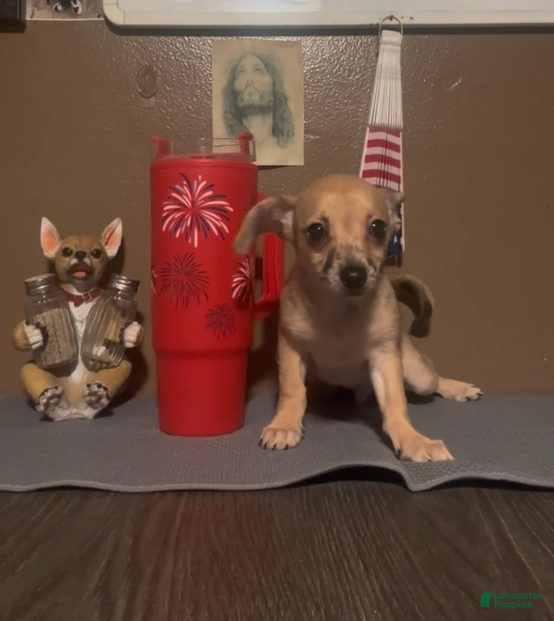 Chiweenie dogs for sale: Hairy Paw-ter - Ad 2