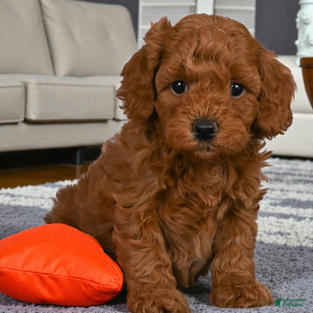 Cavapoo dogs Jasper - Ad 2