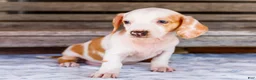 Miniature Dachshund dogs for sale: Chloe - Ad 3