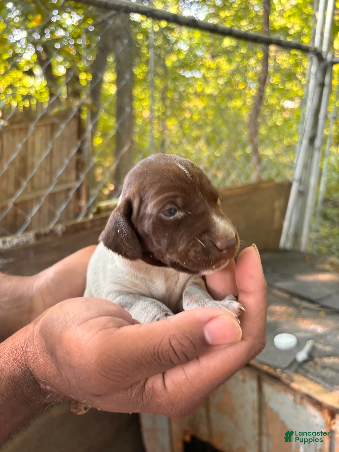 German Shorthaired Pointer dogs for sale: German Shorthaired Pointer 7 - Ad 2