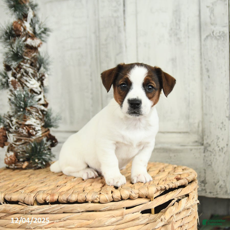 Jack Russell Terrier dogs Merry - Ad 22