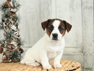 Jack Russell Terrier dogs Merry - Ad 2