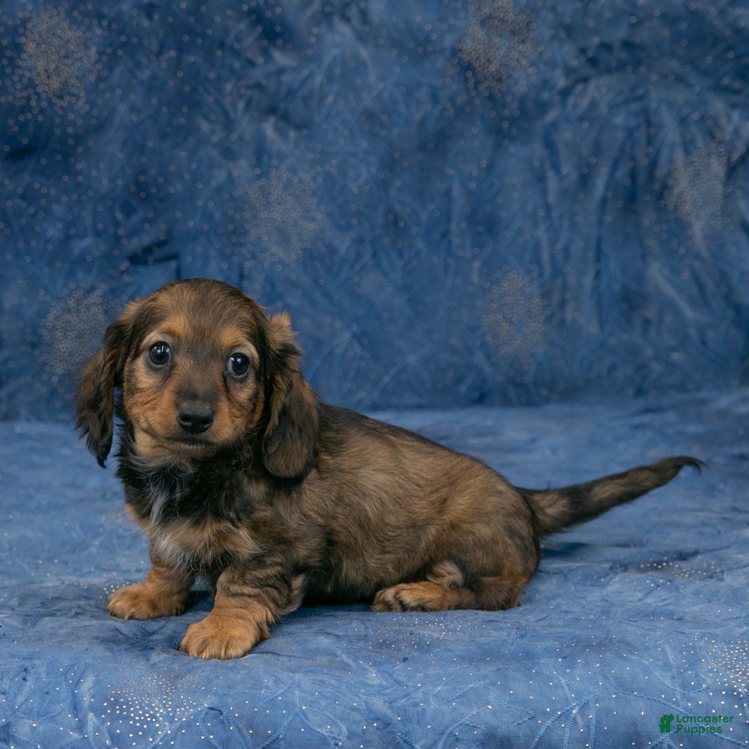 Miniature Dachshund dogs for sale: Harry - Ad 4