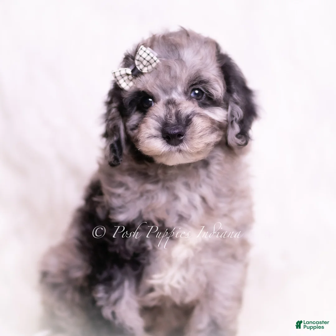 Toy Poodle dogs for sale: Romeo - Ad 2