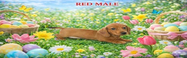 Miniature Dachshund Puppy 3