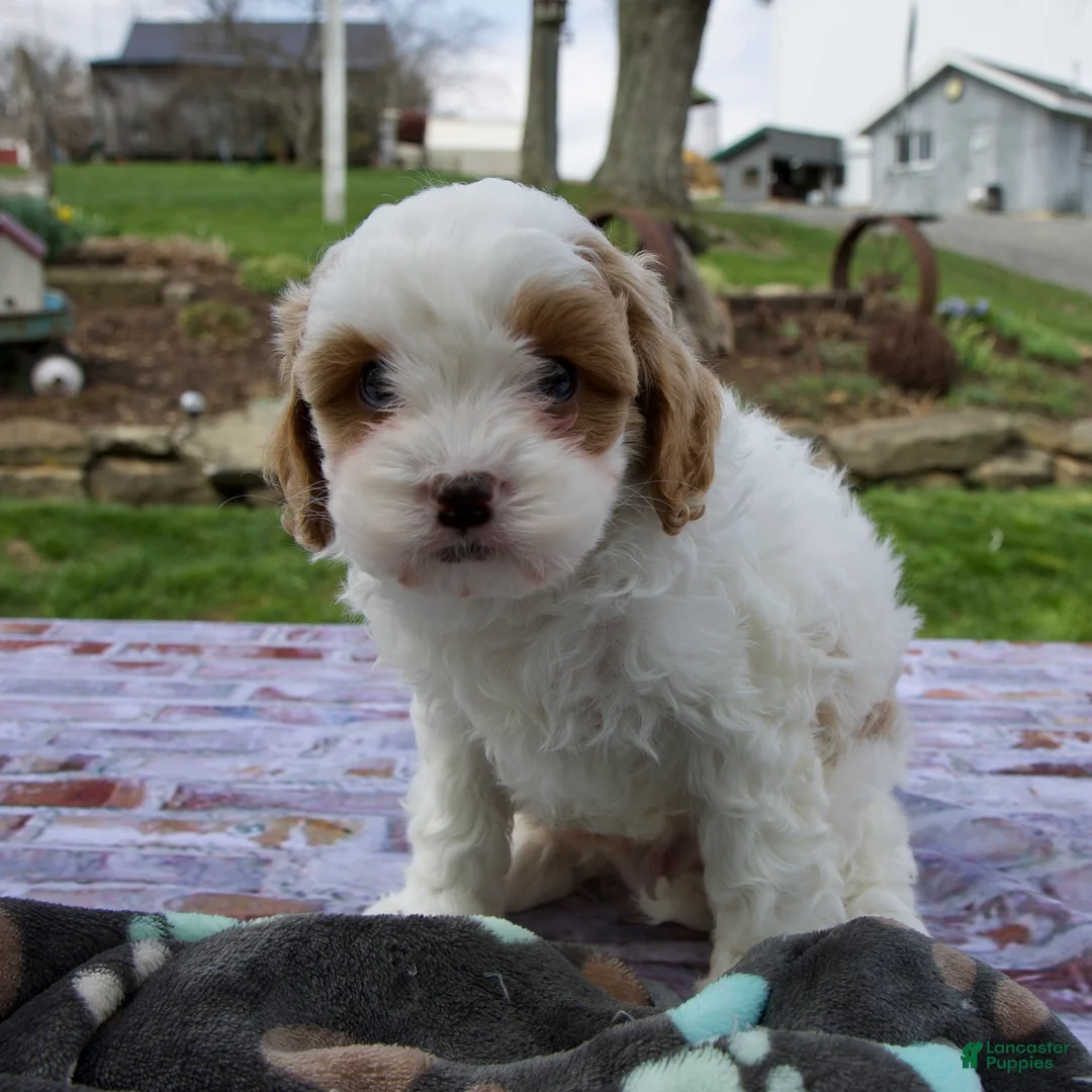 Cavapoo dogs for sale: Logan - Ad 1