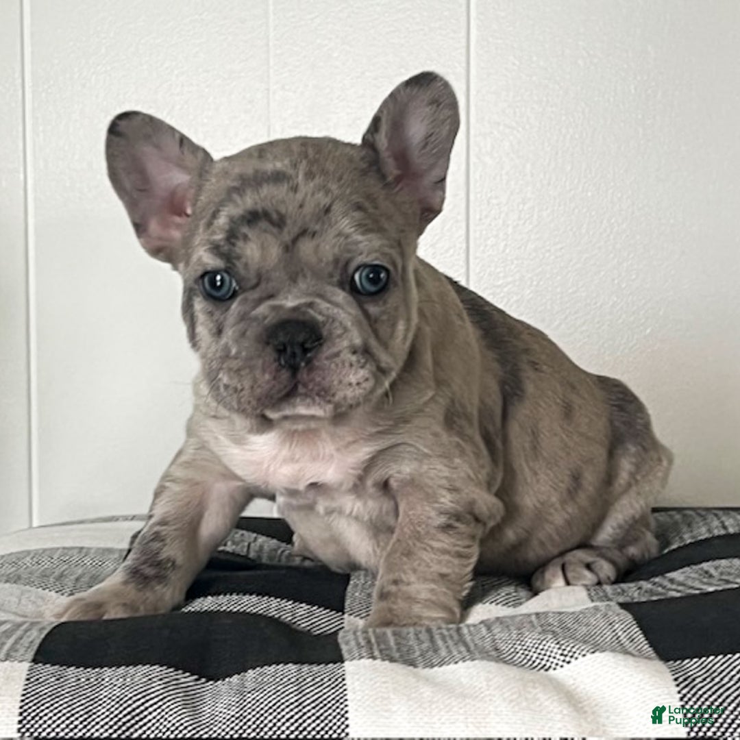 French Bulldog dogs for sale: Oscar - Ad 12