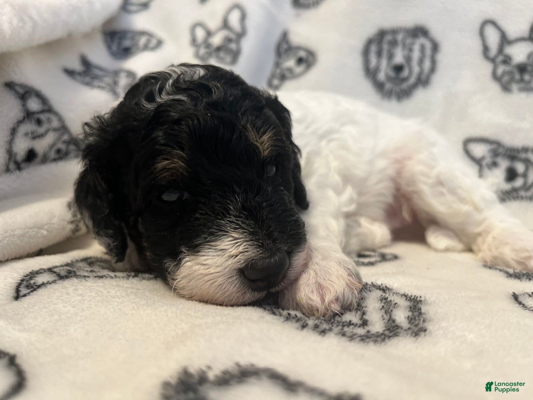 Mini Sheepadoodle dogs for sale: Black-Onyx - Ad 12