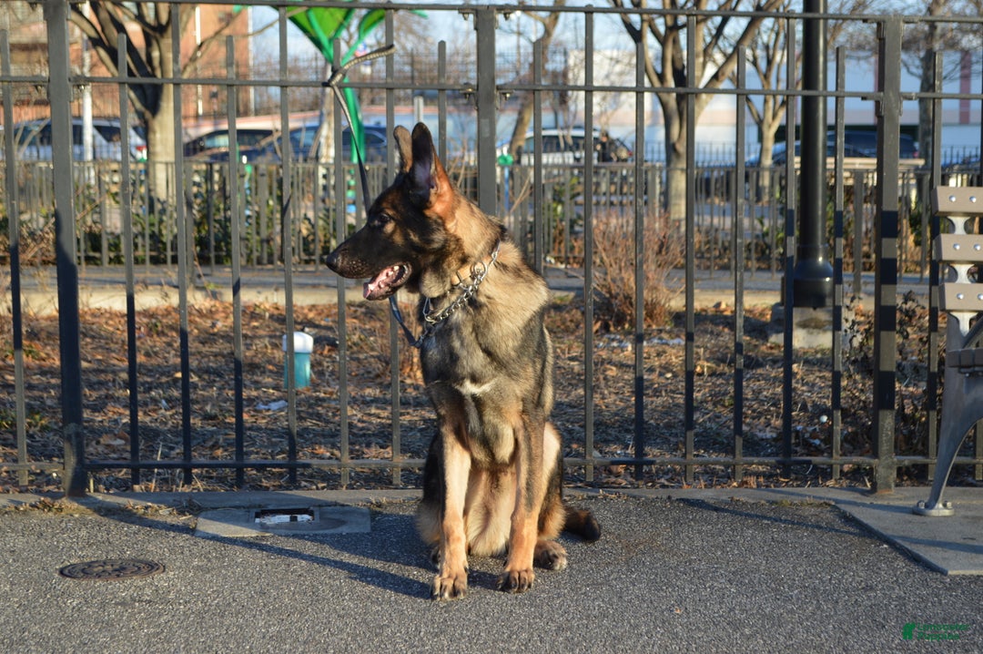 German Shepherd dogs for sale: Brown - Ad 4