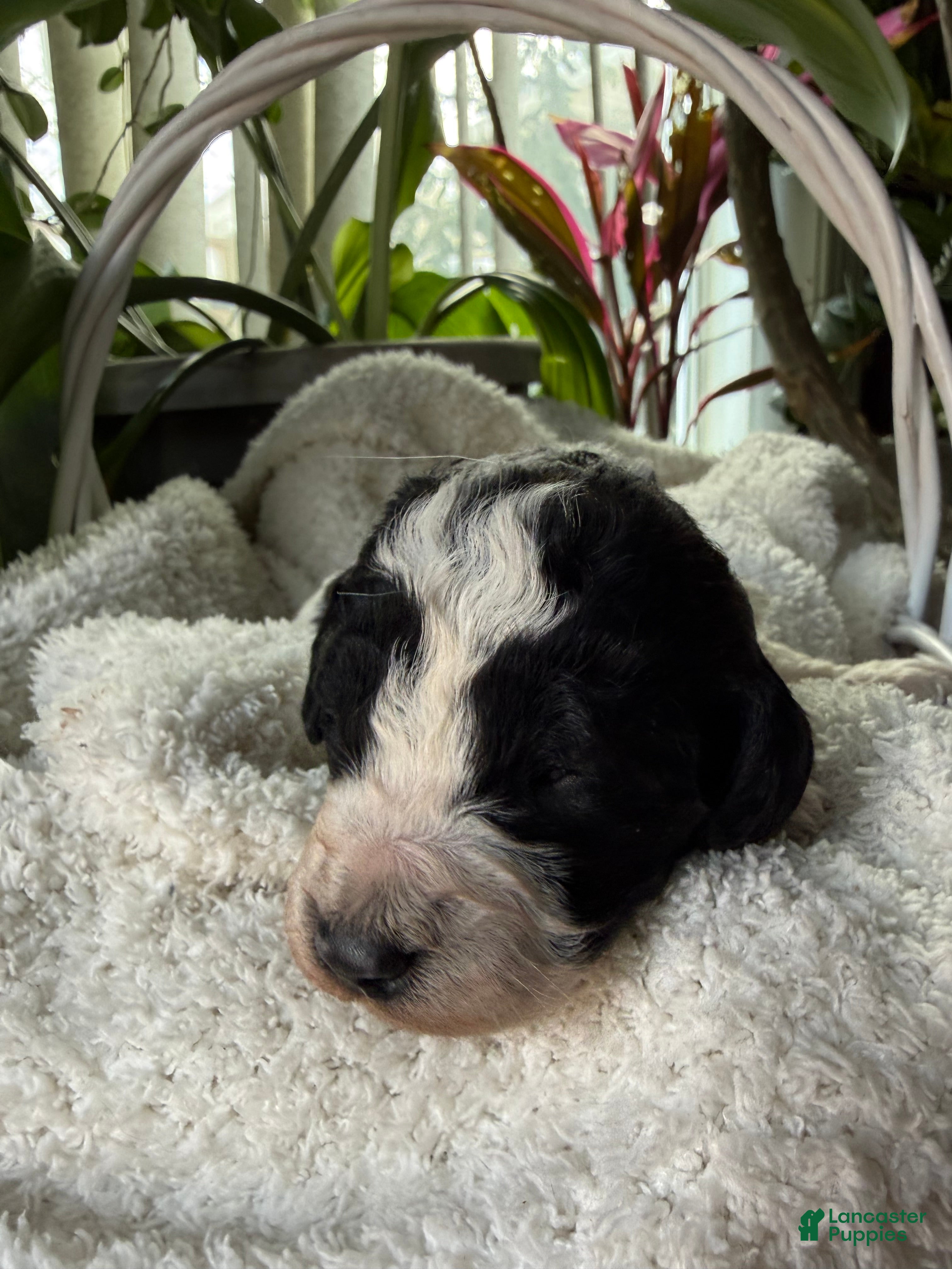 Mixed Breed dogs Ace - Ad 24