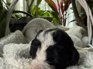 Mixed Breed dogs Ace - Ad 24