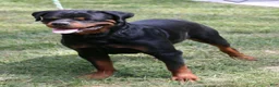 Rottweiler dogs for sale: Myles - Ad 7