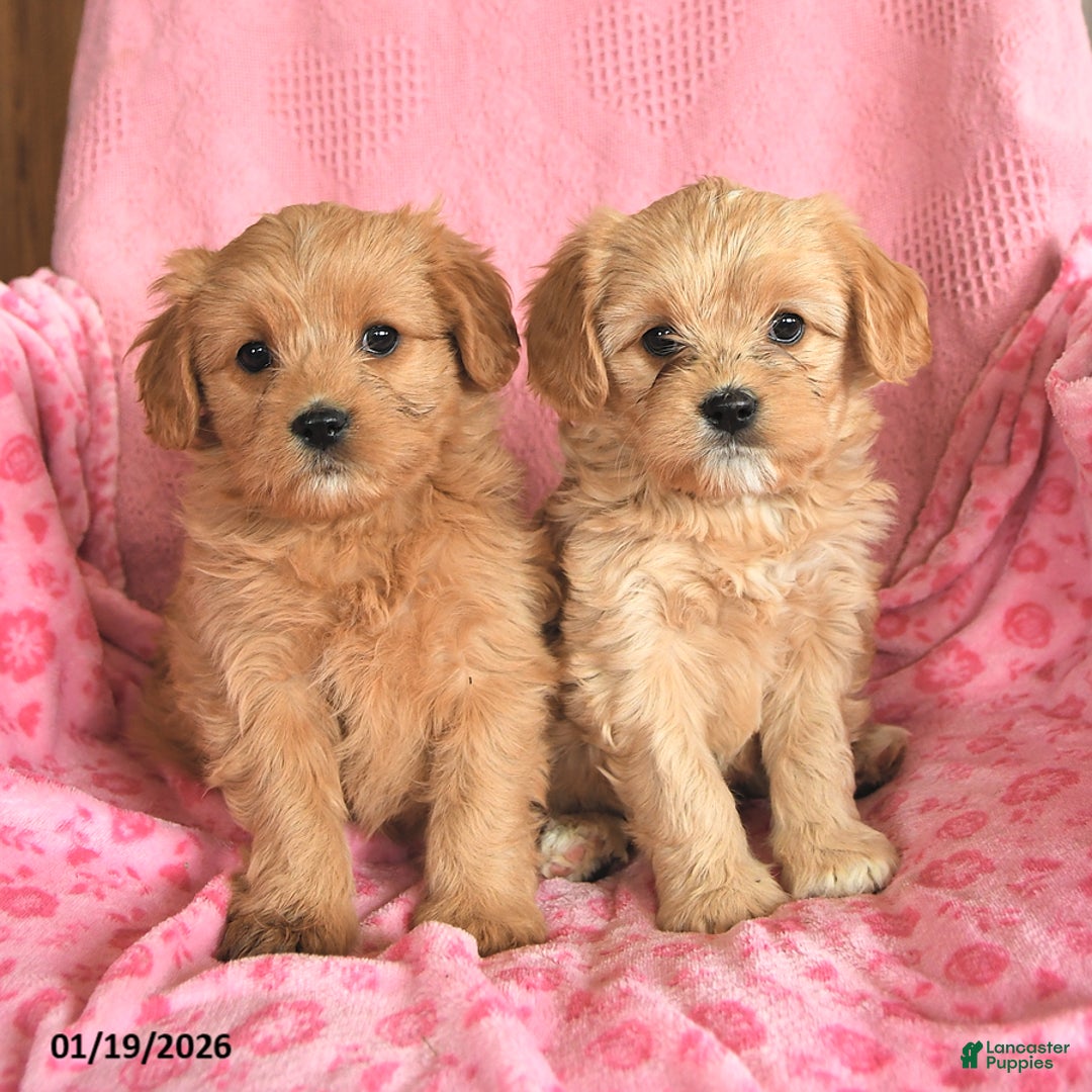 Cavapoo dogs for sale: Joyce - Ad 3