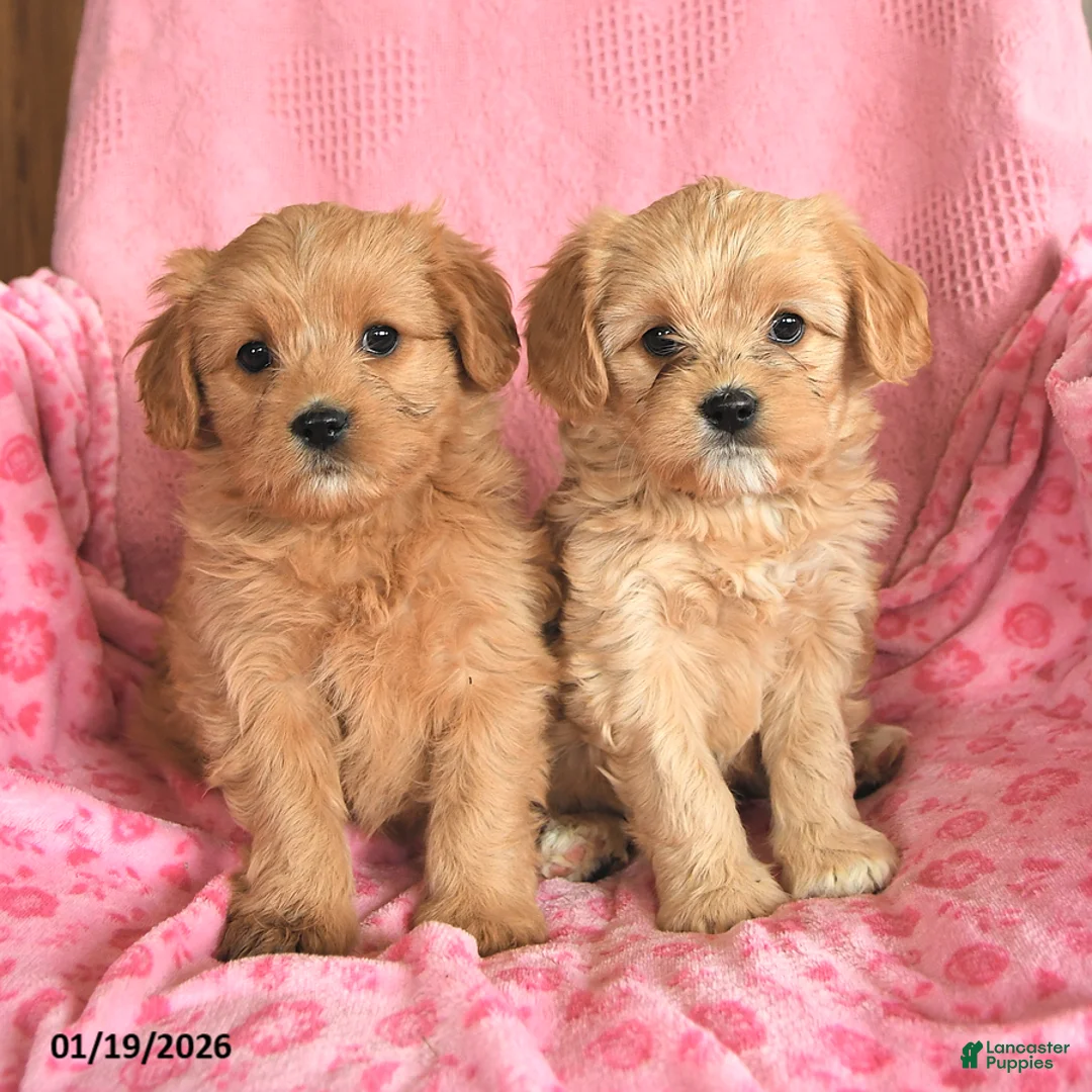 Cavapoo dogs for sale: Joyce - Ad 3