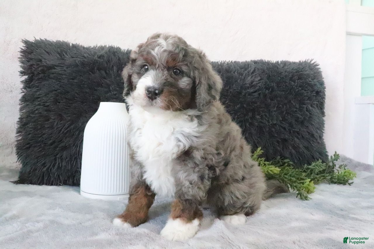 Mini Bernedoodle dogs Austin - Ad 1