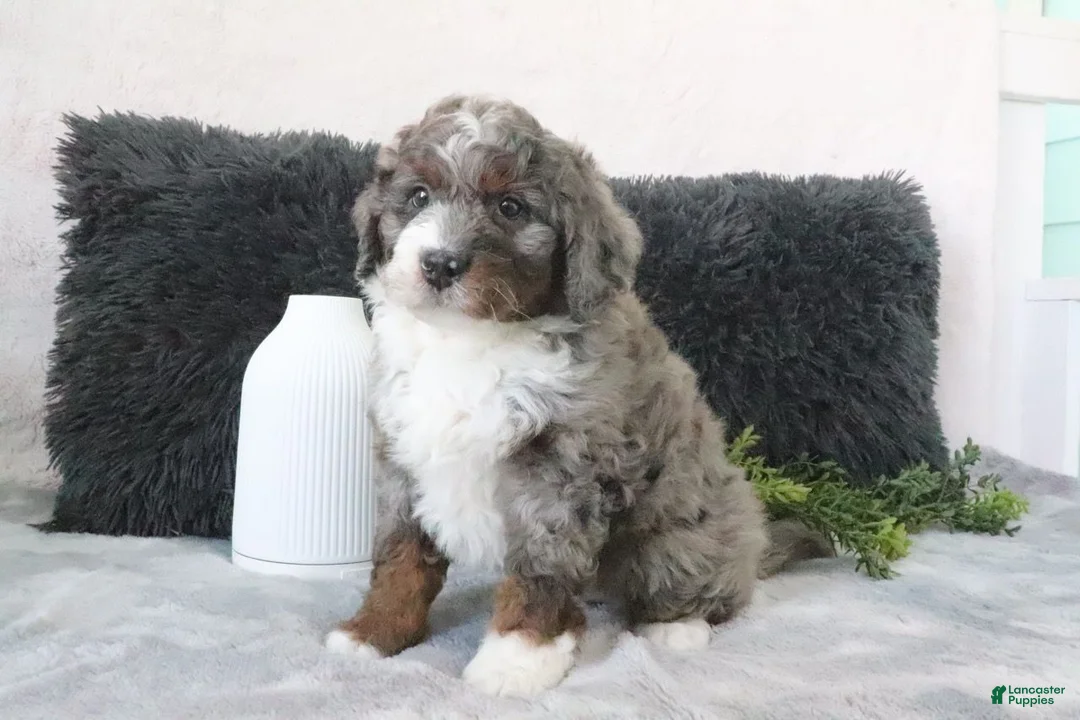 Mini Bernedoodle dogs for sale: Austin - Ad 1