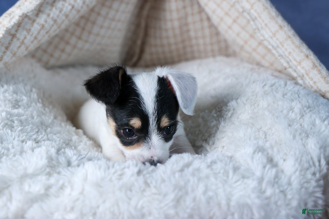 Chipoo dogs for sale: Kisses - Ad 13