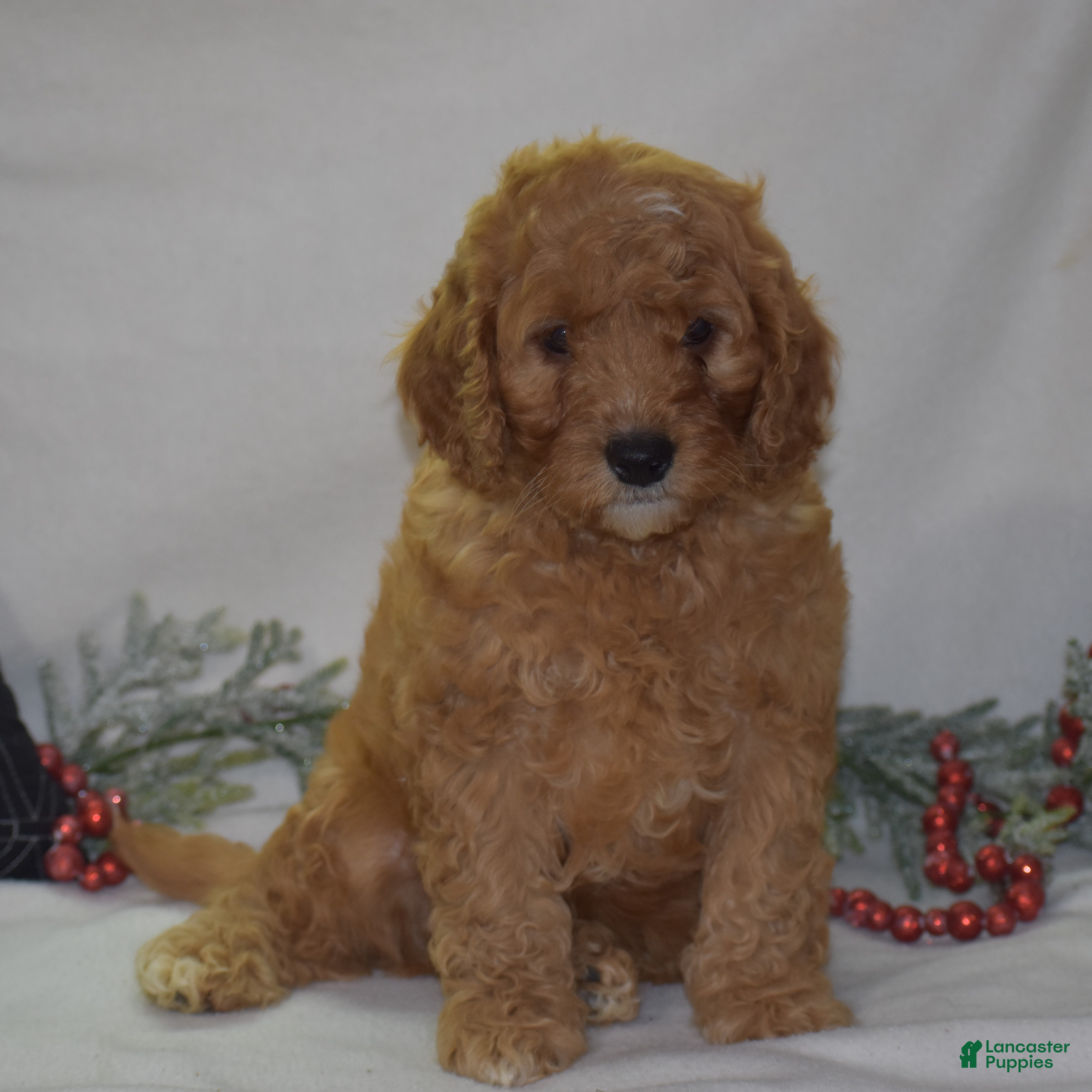Mini Goldendoodle dogs Gregy - Ad 4