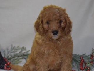 Mini Goldendoodle dogs Gregy - Ad 4