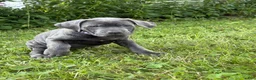 Cane Corso dogs for sale: Cane Corso 4 - Ad 4