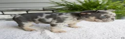 French Bulldog dogs for sale: Nolan - Ad 3