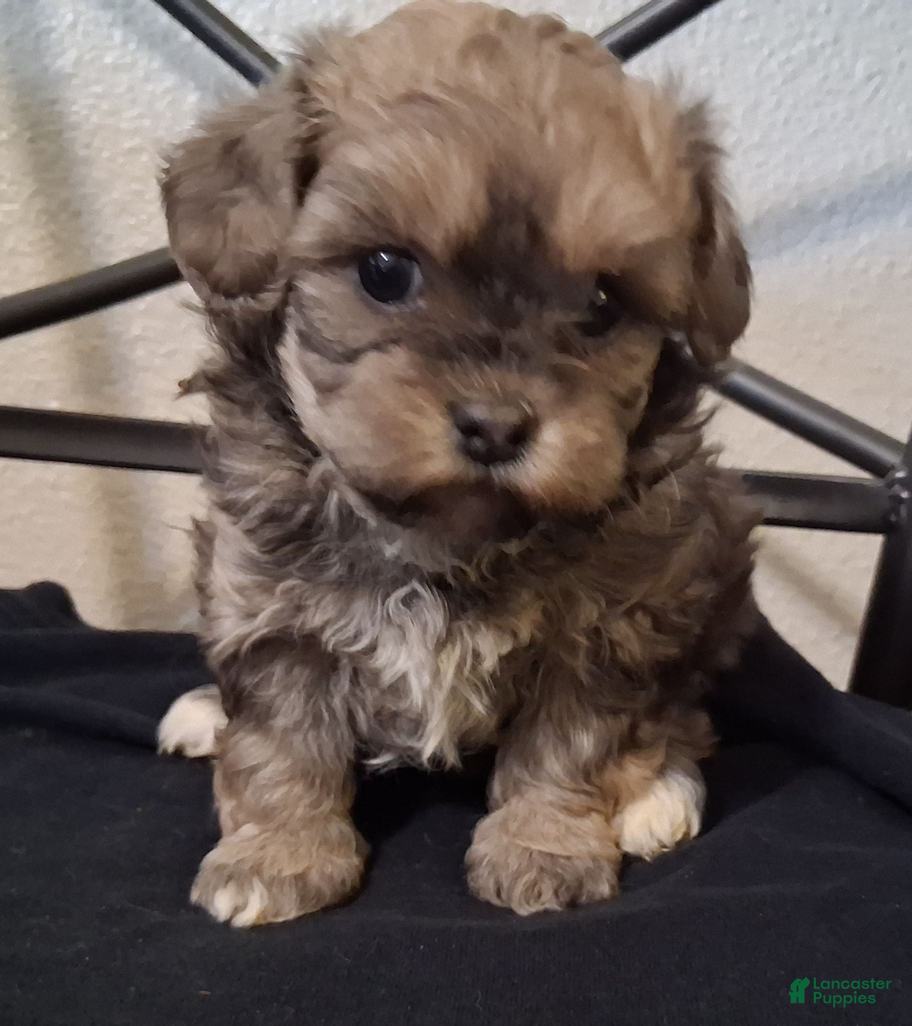 Shihpoo dogs Shiloh - Ad 7
