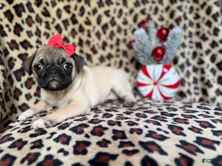 Pug dogs Angel - Ad 4