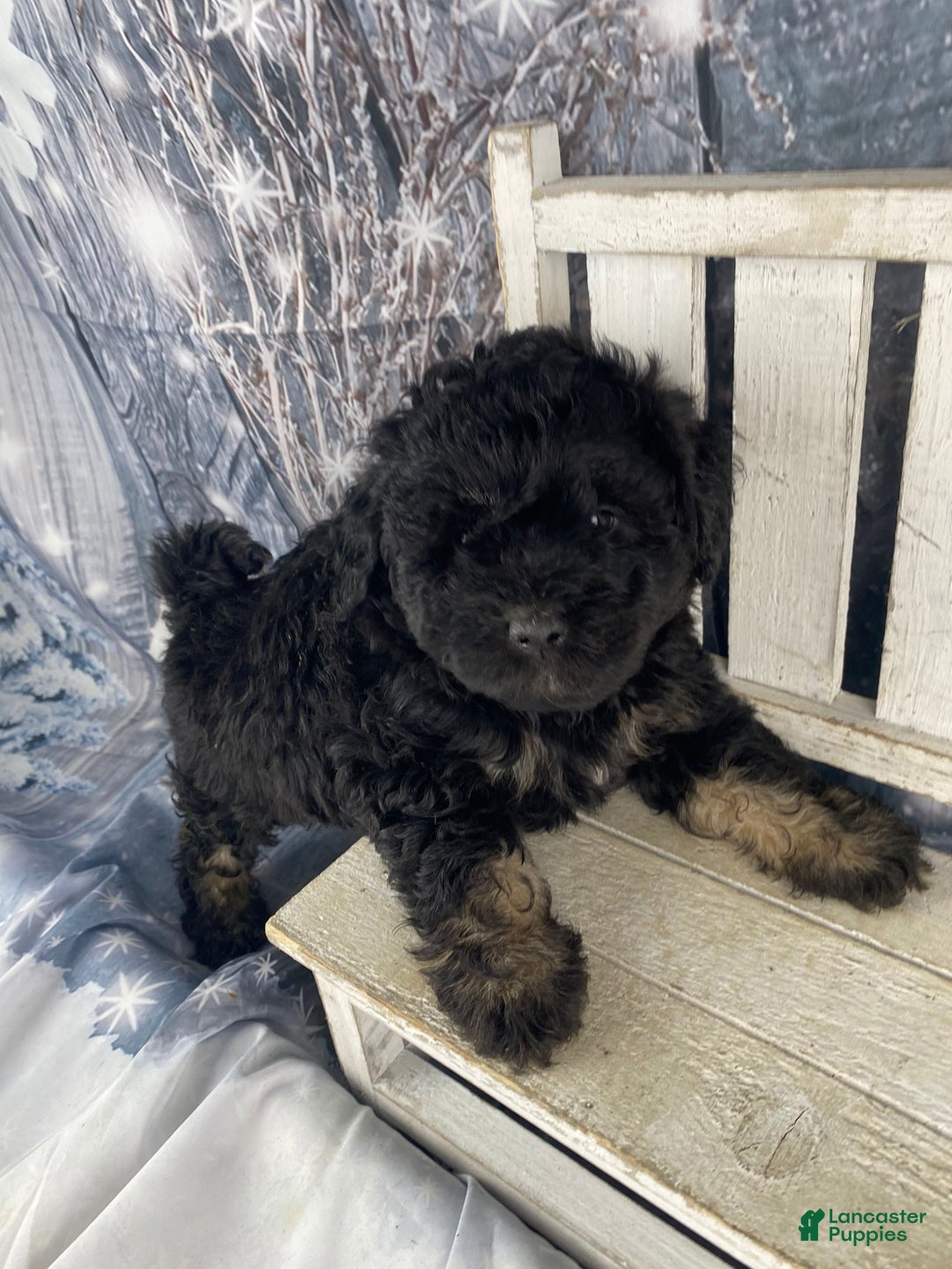 Mini Aussiedoodle dogs for sale: Ilene - Ad 8
