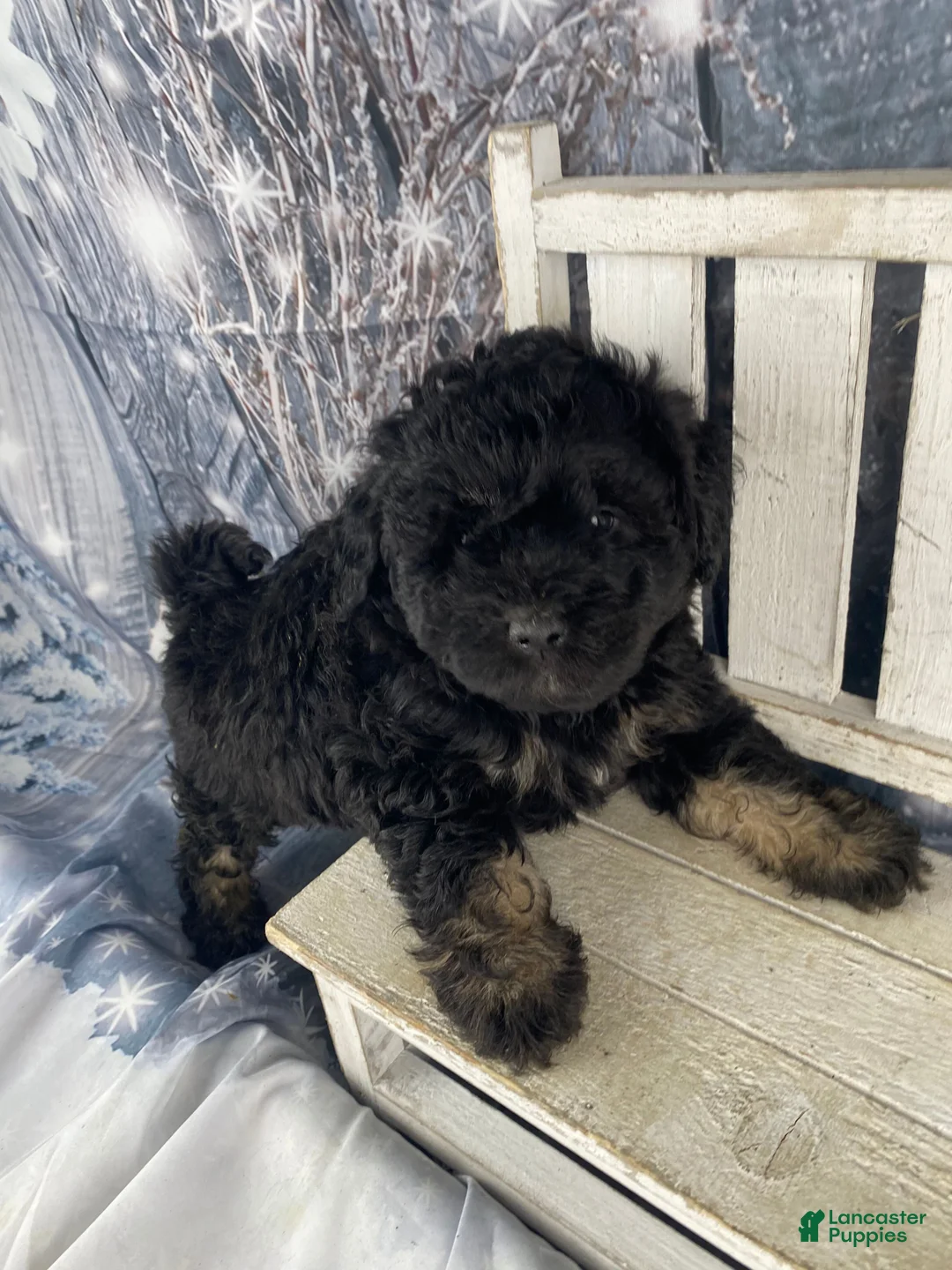 Mini Aussiedoodle dogs for sale: Ilene - Ad 8