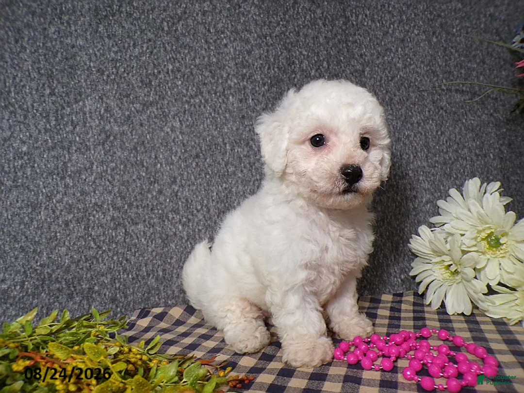 Bichon Frise dogs for sale: Bella - Ad 2