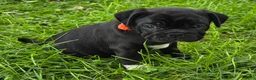 Mixed Breed dogs for sale: Zoey  - Ad 5