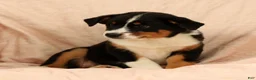 Australian Shepherd dogs for sale: Zoey - Ad 7
