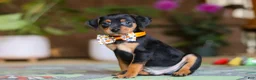 Miniature Pinscher dogs for sale: Ike - Ad 3