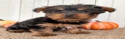 Yorkshire Terrier dogs for sale: Sugar Female AKC Yorkshire Terrier - Ad 10