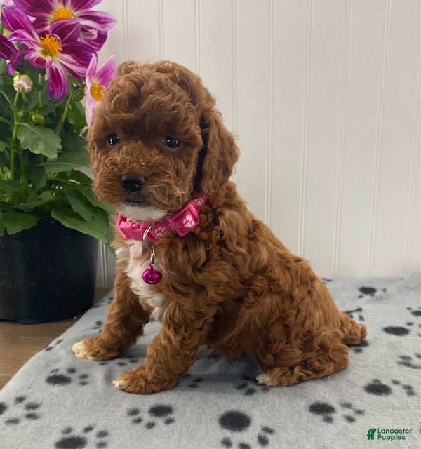 Miniature Poodle dogs Opal - Ad 1